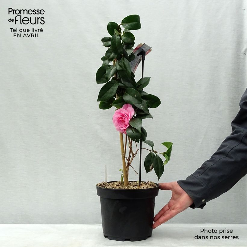 Exemplar von Camellia Bonomiana - Japanische Kamelie Topf mit 3L/4L wie im Frühjahr geliefert