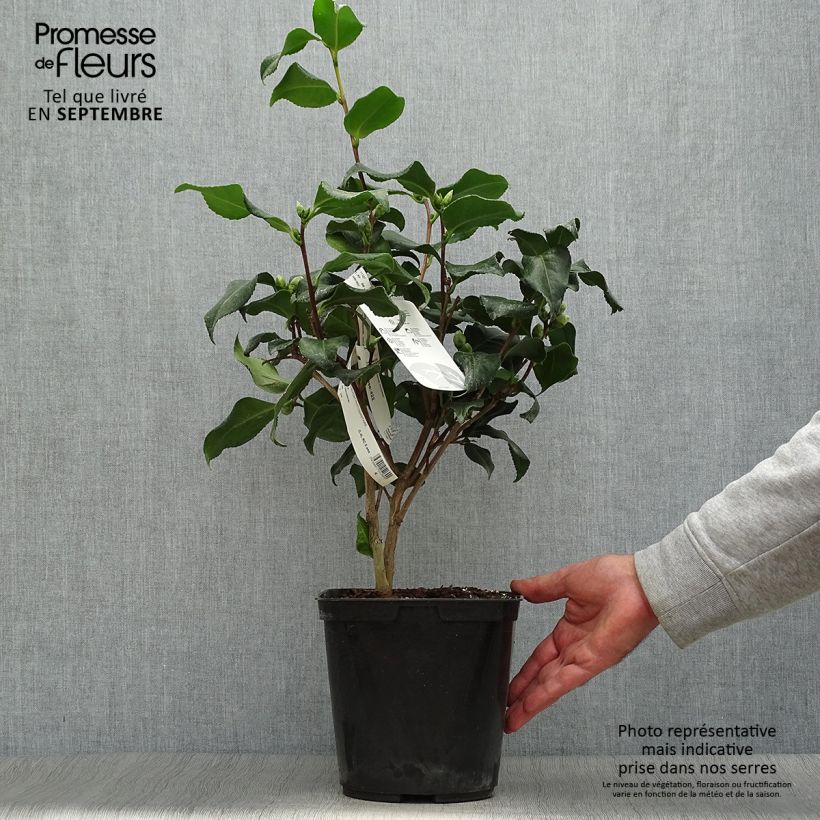 Exemplar von Camellia Dainty California - Japanische Kamelie Topf mit 2L/3L wie im Herbst geliefert