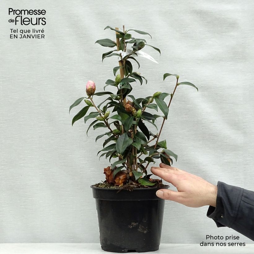 Exemplar von Camellia williamsii Donation - Kamelie Topf mit 4L/5L wie im Winter geliefert