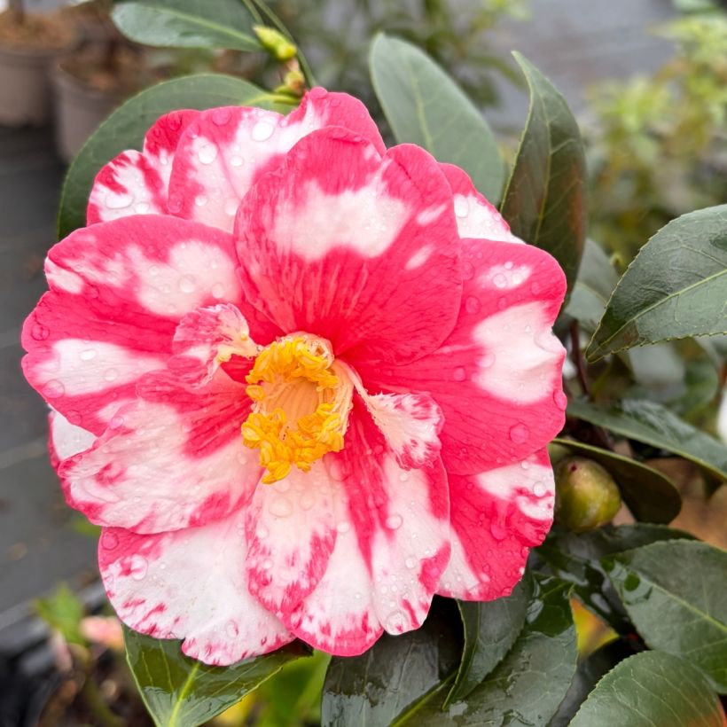 Camellia Donckelarii - Japanische Kamelie (Blüte)