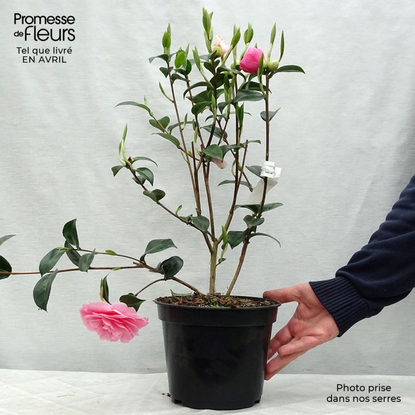 Exemplar von Camellia williamsii EG Waterhouse - Kamelie Topf mit 4L/5L wie im Frühjahr geliefert