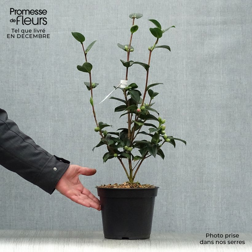 Exemplar von Camellia williamsii EG Waterhouse - Kamelie Topf mit 4L/5L wie im Winter geliefert