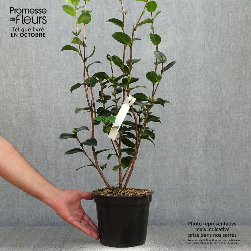 Exemplar von Camellia williamsii EG Waterhouse - Kamelie Topf mit 4L/5L wie im Herbst geliefert
