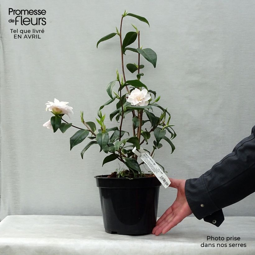 Exemplar von Camellia Hagoromo - Japanische Kamelie Topf mit 4L/5L wie im Frühjahr geliefert