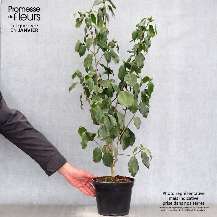 Exemplar von Camellia Holly Bright - Japanische Kamelie Topf mit 4L/5L wie im Winter geliefert