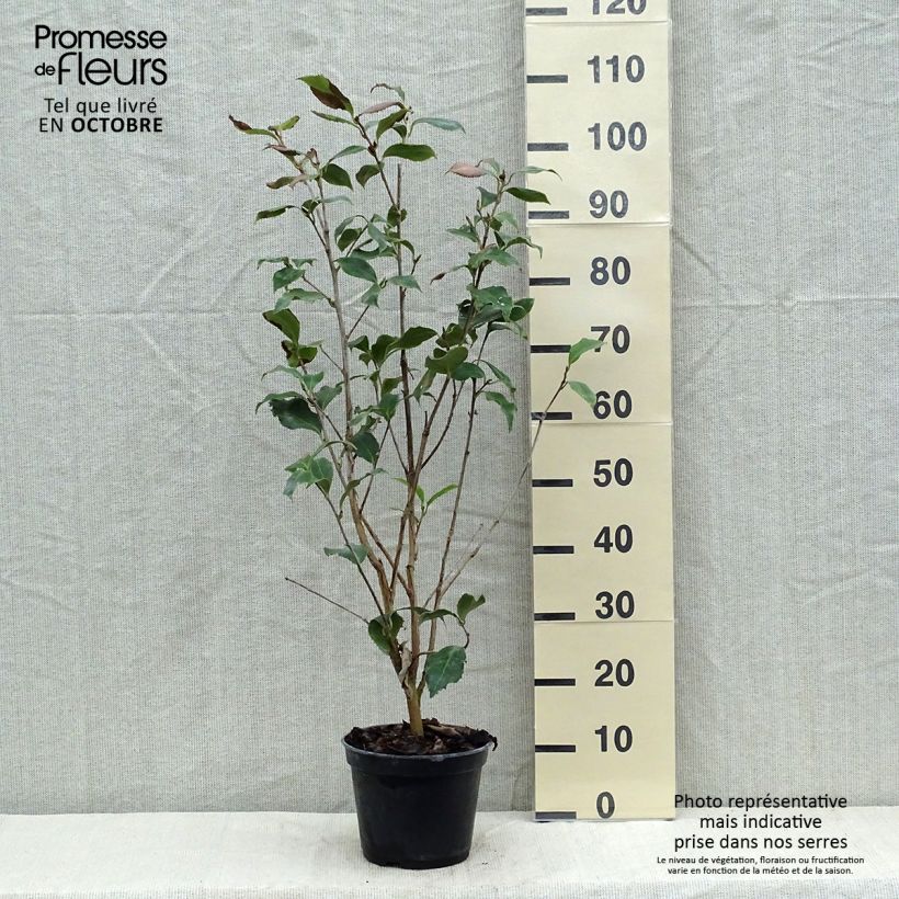 Exemplar von Camellia Holly Bright - Japanische Kamelie Topf mit 4L/5L wie im Herbst geliefert