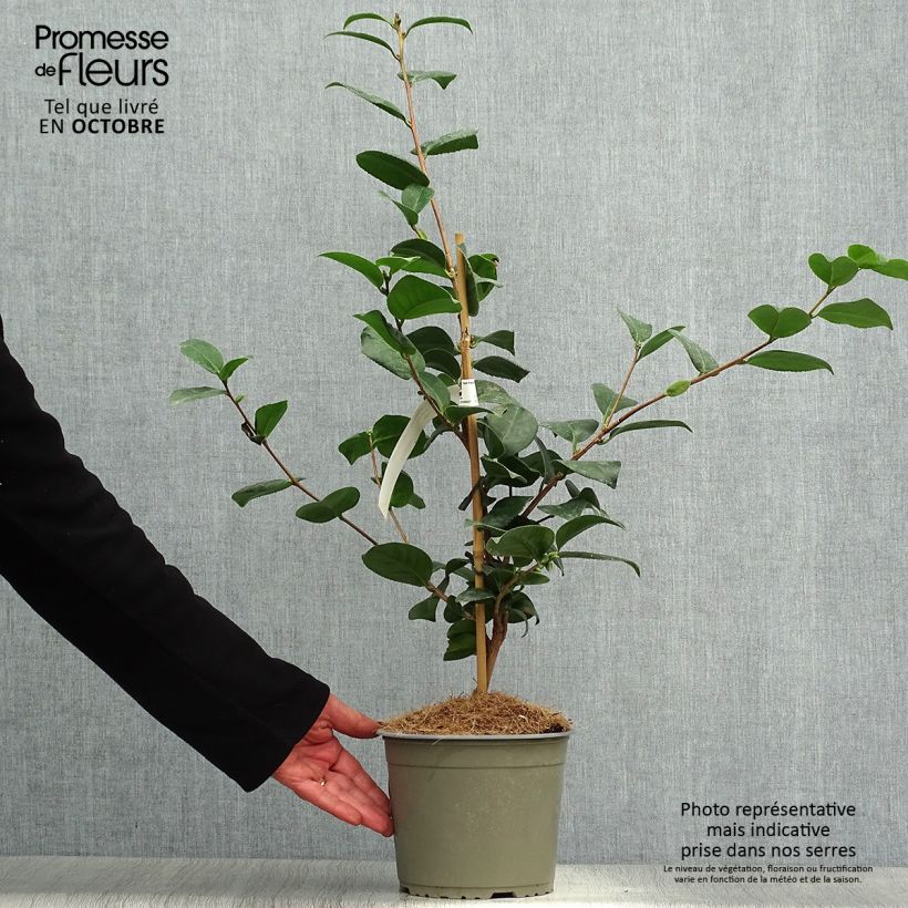 Exemplar von Camellia Lady Campbell - Japanische Kamelie Topf mit 3L/4L wie im Herbst geliefert
