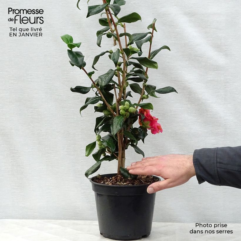 Exemplar von Camellia Lady Vansittart - Japanische Kamelie Topf mit 3L/4L wie im Winter geliefert