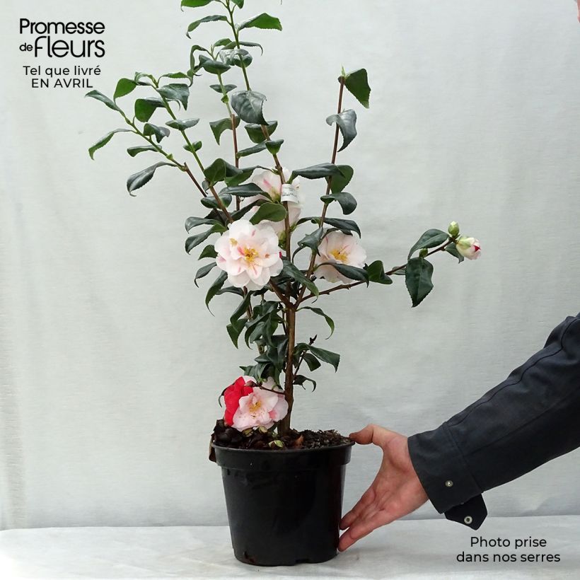Exemplar von Camellia Lady Vansittart - Japanische Kamelie Topf mit 3L/4L wie im Frühjahr geliefert