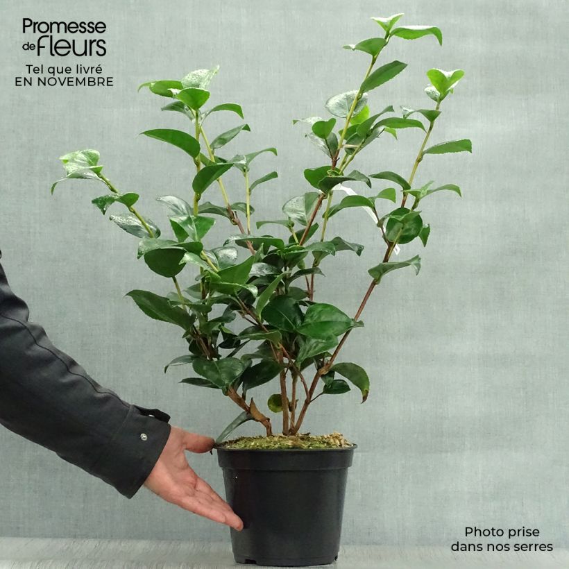 Exemplar von Camellia Lavinia Maggi - Japanische Kamelie Topf mit 3L/4L wie im Herbst geliefert