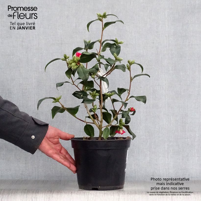 Exemplar von Camellia Lipstick - Japanische Kamelie Topf mit 4L/5L wie im Winter geliefert