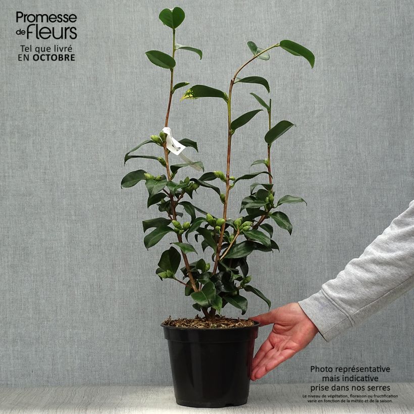 Exemplar von Camellia Midnight Variegated - Japanische Kamelie Topf mit 4L/5L wie im Herbst geliefert