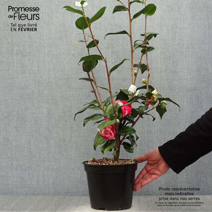 Exemplar von Camellia Midnight Variegated - Japanische Kamelie Topf mit 4L/5L wie im Winter geliefert