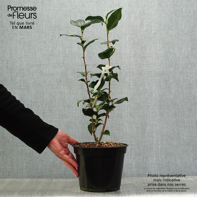 Exemplar von Camellia Midnight Variegated - Japanische Kamelie Topf mit 4L/5L wie im Frühjahr geliefert