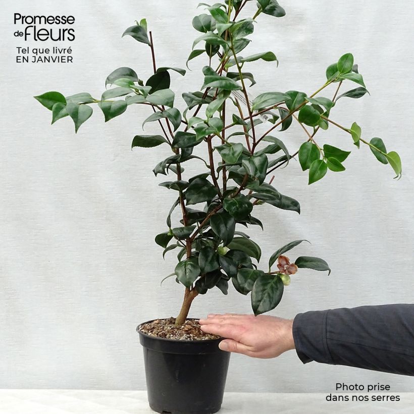 Exemplar von Camellia Montironi - Japanische Kamelie Topf mit 4L/5L wie im Winter geliefert