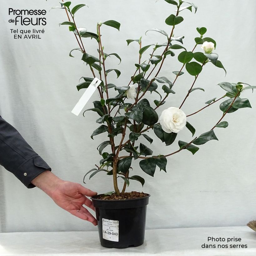 Exemplar von Camellia Montironi - Japanische Kamelie Topf mit 4L/5L wie im Frühjahr geliefert
