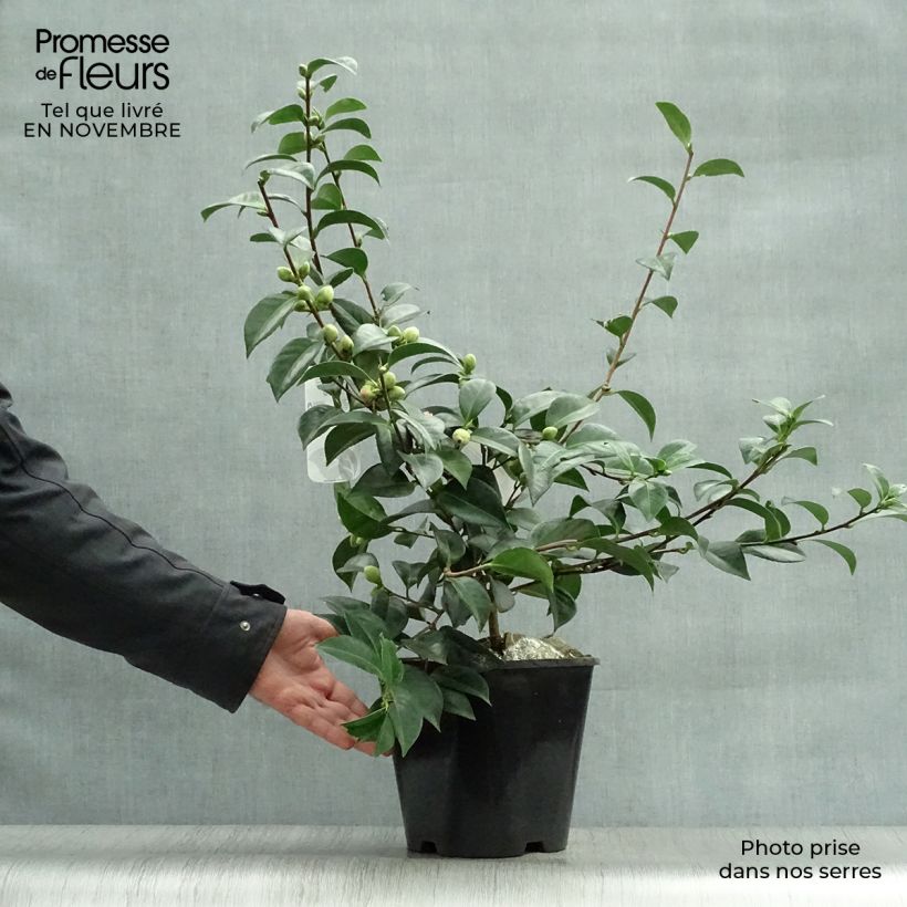 Exemplar von Camellia Mrs Tingley - Japanische Kamelie Topf mit 3L/4L wie im Herbst geliefert