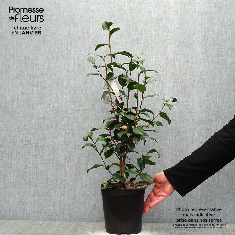 Exemplar von Camellia Mrs Tingley - Japanische Kamelie Topf mit 3L/4L wie im Winter geliefert