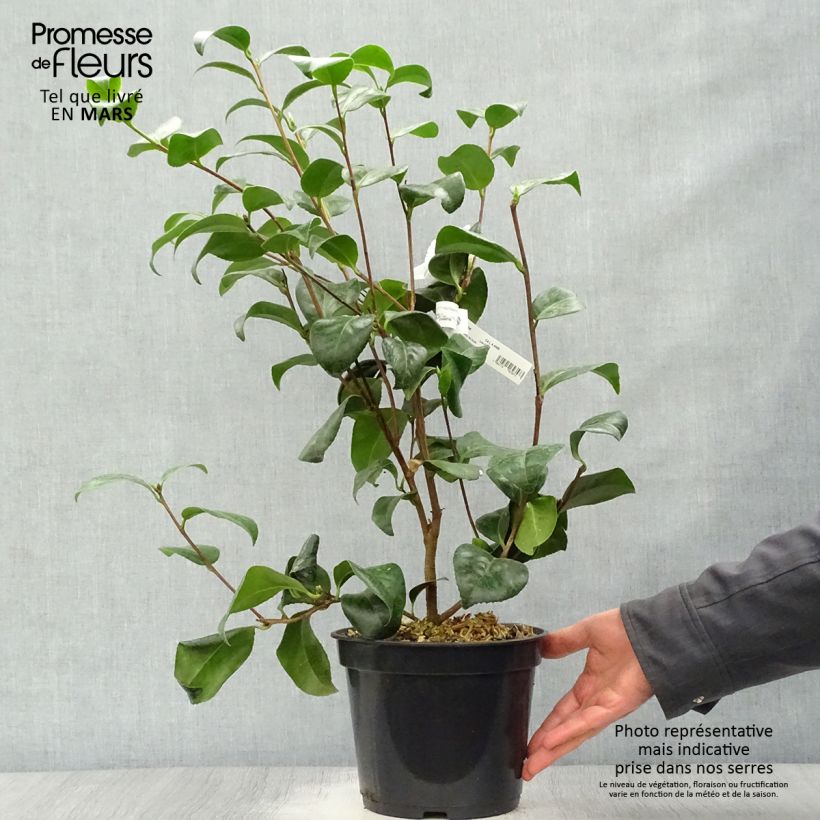 Exemplar von Camellia Nobilissima - Japanische Kamelie Topf mit 4L/5L wie im Frühjahr geliefert