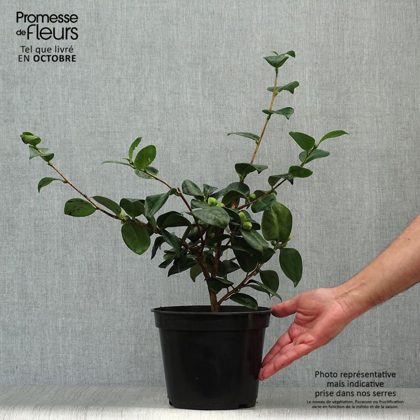 Exemplar von Camellia de Higo Okan - Japanische Kamelie Topf mit 4L/5L wie im Herbst geliefert