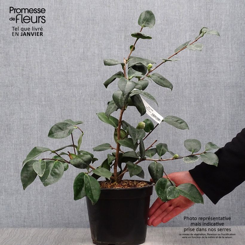 Exemplar von Camellia de Higo Okan - Japanische Kamelie Topf mit 4L/5L wie im Winter geliefert