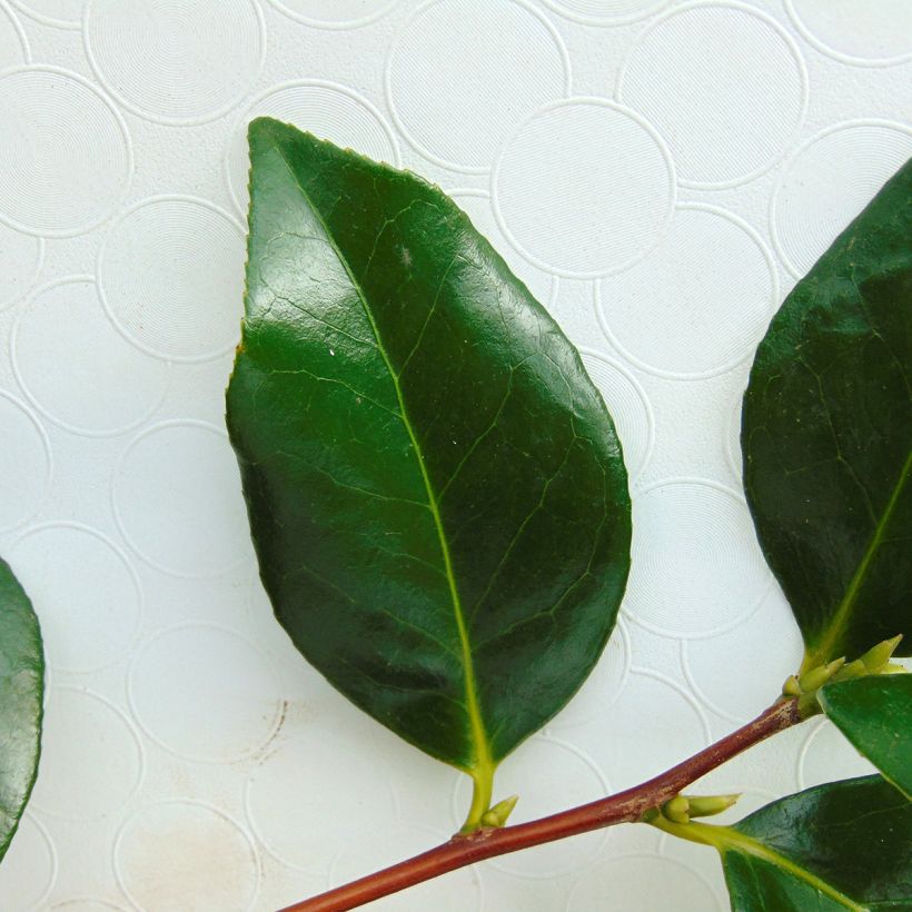 Camellia Paddy's Perfumed - Japanische Kamelie (Laub)