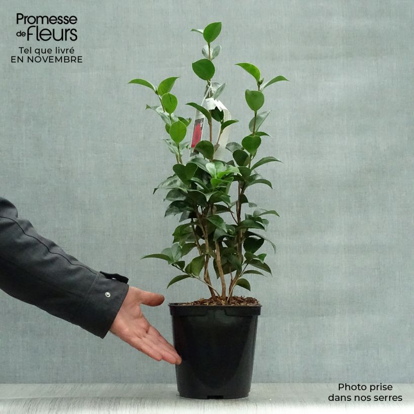 Exemplar von Camellia Roger Hall - Japanische Kamelie Topf mit 3L/4L wie im Herbst geliefert