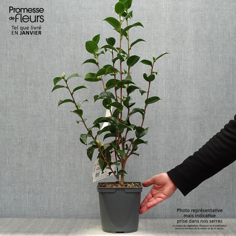 Exemplar von Camellia Roger Hall - Japanische Kamelie Topf mit 3L/4L wie im Winter geliefert