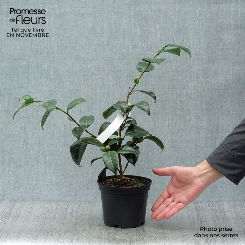 Exemplar von Camellia San dimas - Japanische Kamelie Topf mit 2L/3L wie im Herbst geliefert