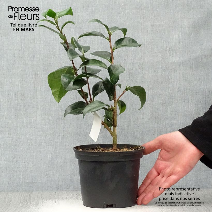 Exemplar von Camellia San dimas - Japanische Kamelie Topf mit 2L/3L wie im Frühjahr geliefert