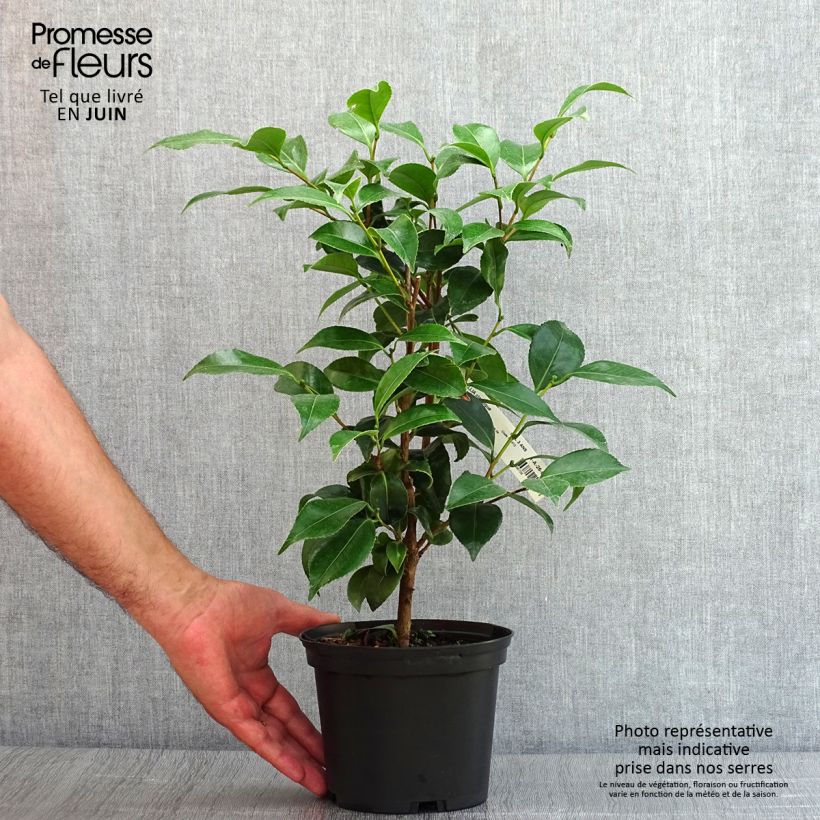Exemplar von Camellia Stacy Susan - Japanische Kamelie Topf mit 2L/3L wie im Sommer geliefert