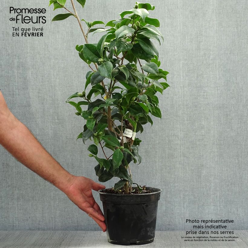 Exemplar von Camellia Sunny Side - Japanische Kamelie Topf mit 4L/5L wie im Herbst geliefert