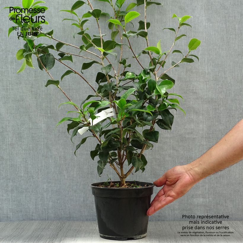Exemplar von Camellia Sunny Side - Japanische Kamelie Topf mit 4L/5L wie im Sommer geliefert
