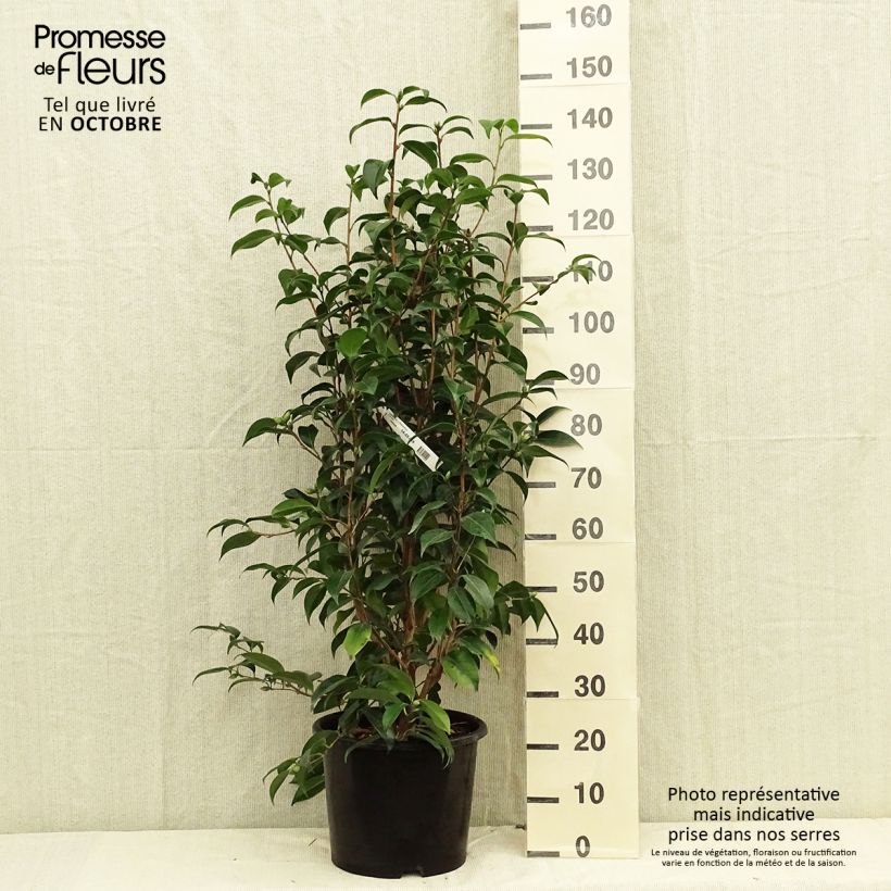 Exemplar von Camellia Traverso - Japanische Kamelie Topf mit 12L/15L wie im Herbst geliefert