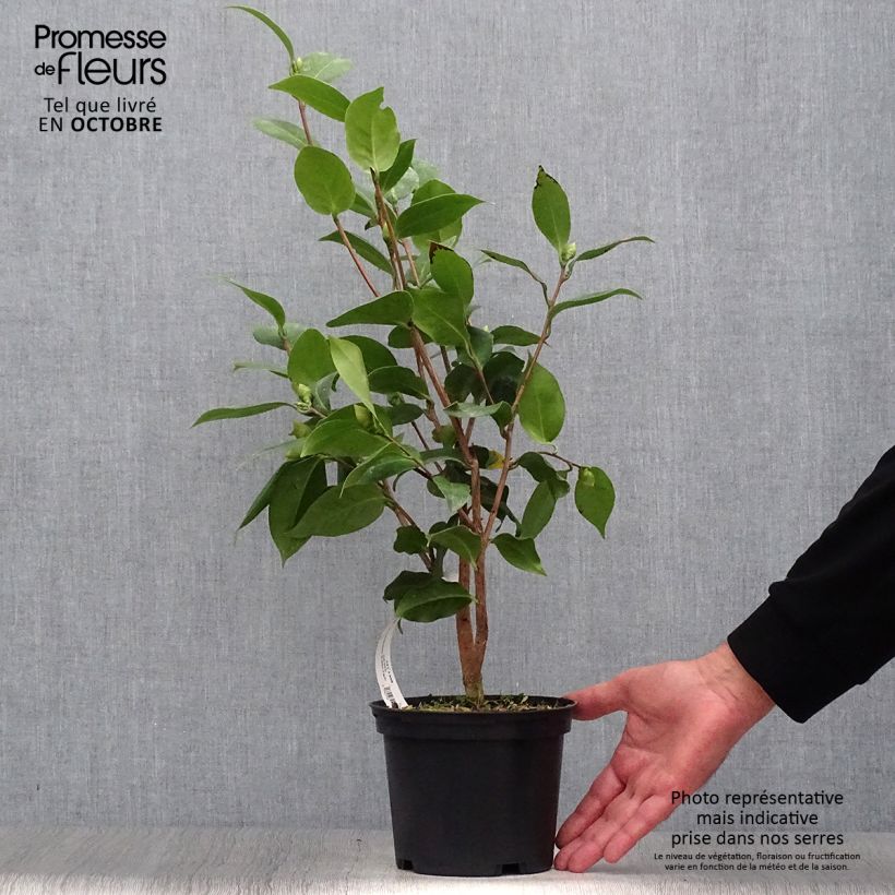 Exemplar von Camellia Virginia Robinson - Japanische Kamelie Topf mit 2L/3L wie im Herbst geliefert