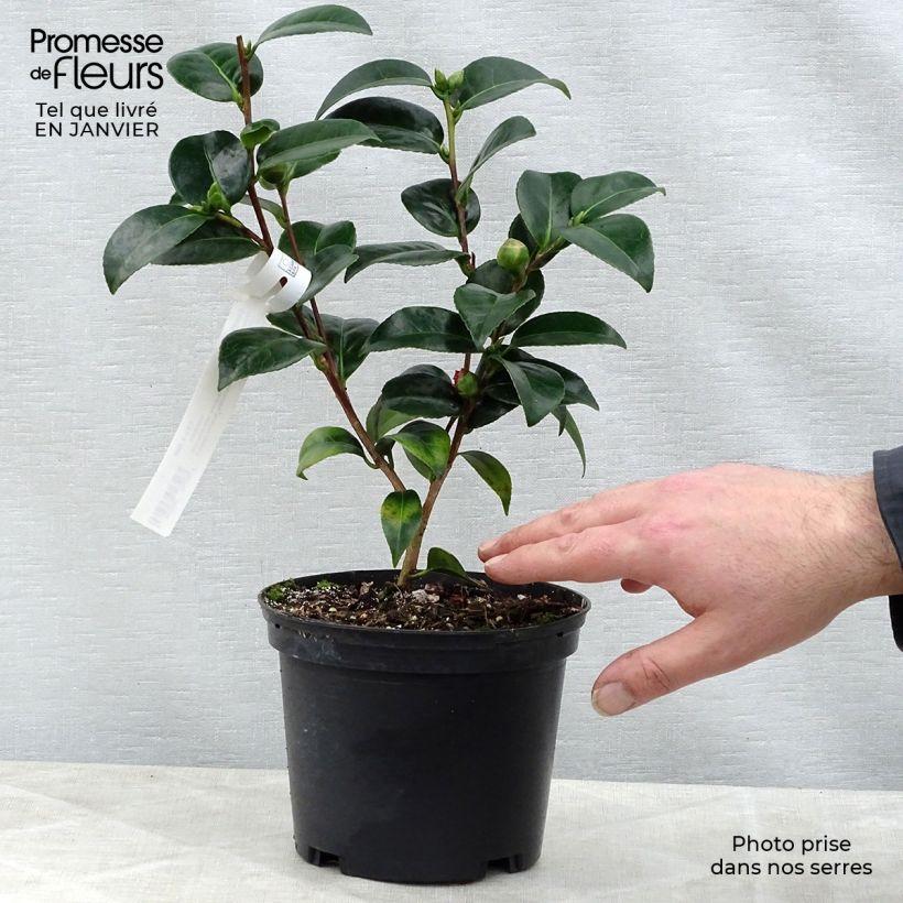 Exemplar von Camellia Volunteer - Japanische Kamelie Topf mit 2L/3L wie im Winter geliefert