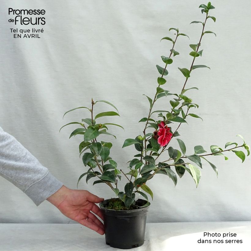 Exemplar von Camellia Volunteer - Japanische Kamelie Topf mit 2L/3L wie im Frühjahr geliefert