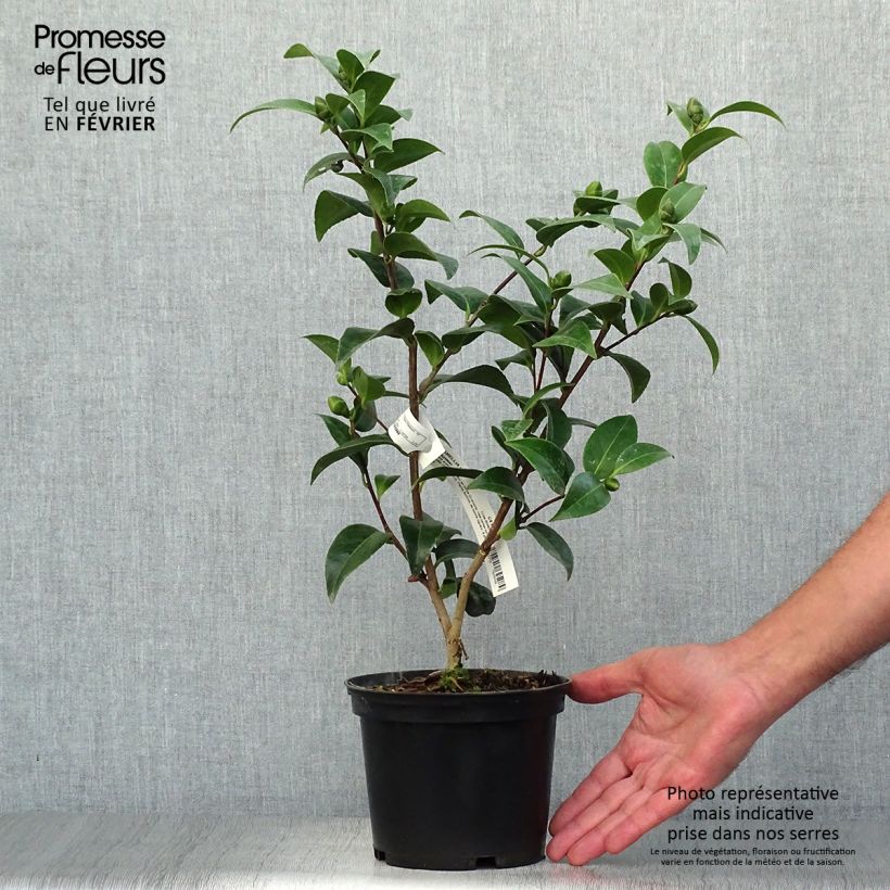 Exemplar von Camellia Volunteer - Japanische Kamelie Topf mit 2L/3L wie im Herbst geliefert