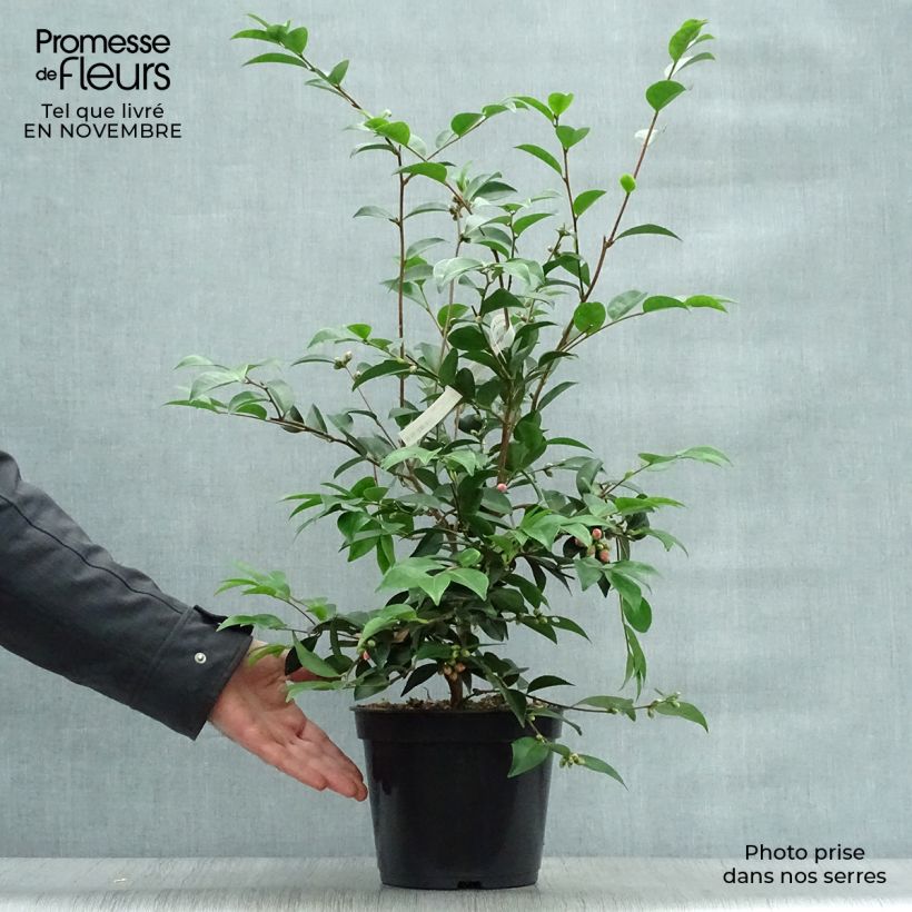 Exemplar von Camellia Cinnamon Cindy - Kamelie Topf mit 3L/4L wie im Herbst geliefert