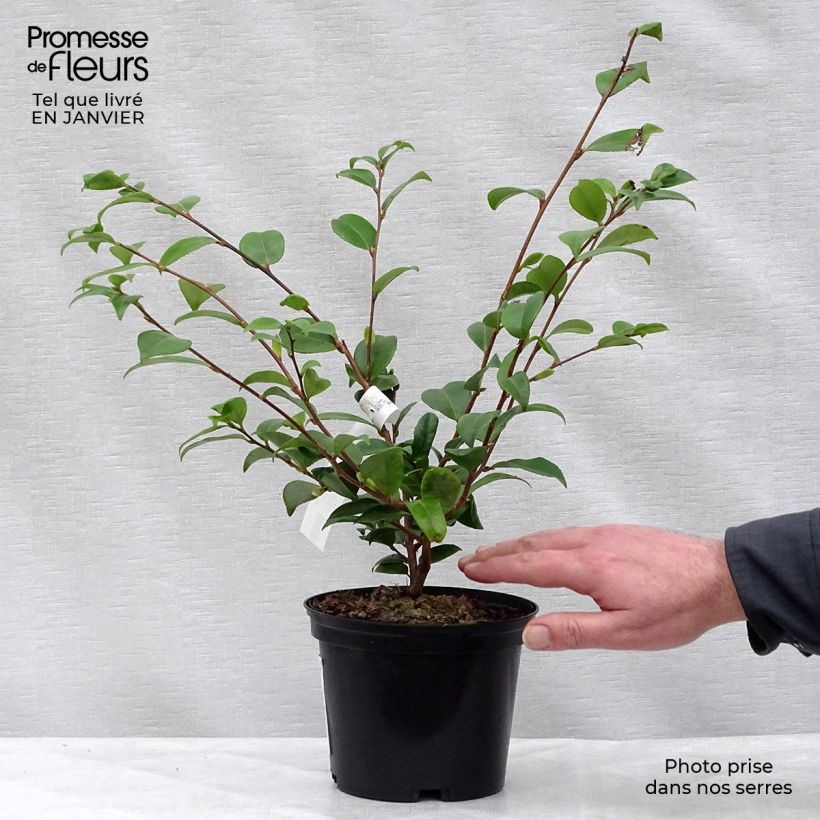 Exemplar von Camellia Cinnamon Scentsation - Kamelie Topf mit 1,5L/2L wie im Winter geliefert