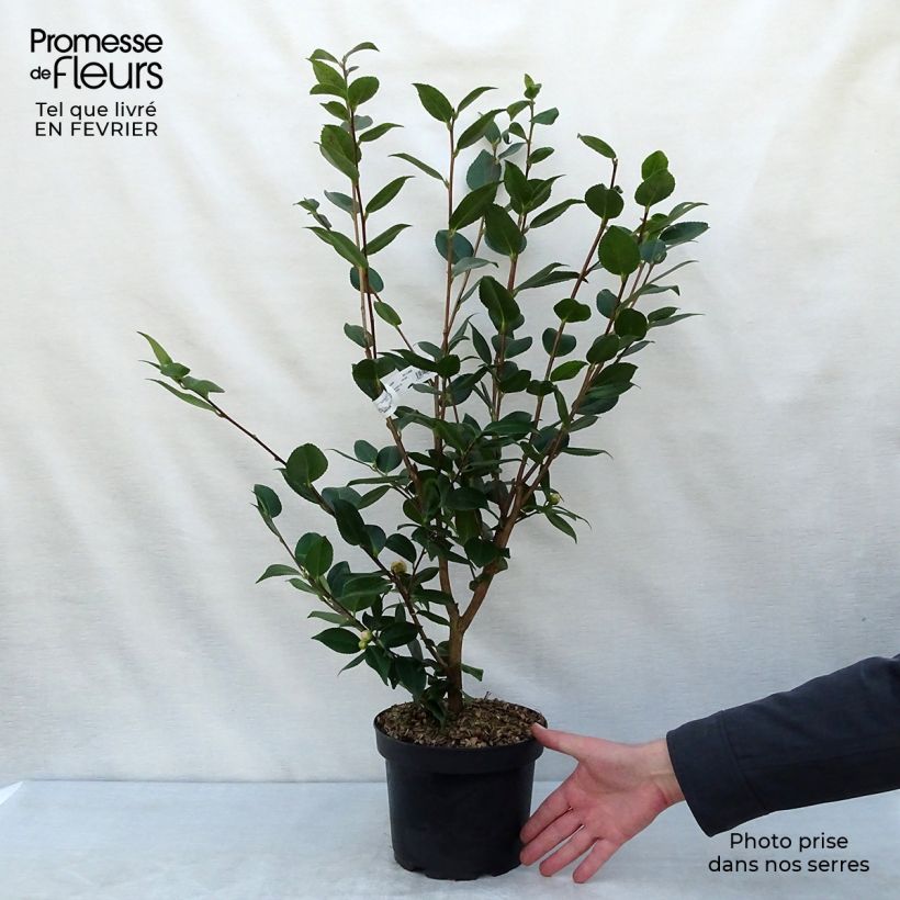 Exemplar von Camellia lutchuensis High Fragrance - Kamelie Topf mit 3L/4L wie im Winter geliefert