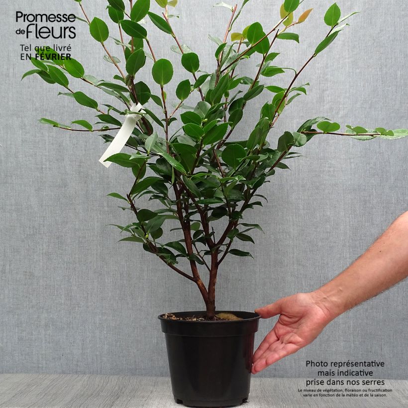 Exemplar von Camellia lutchuensis High Fragrance - Kamelie Topf mit 3L/4L wie im Herbst geliefert