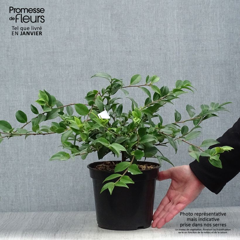 Exemplar von Camellia lutchuensis Sweet Emily Kate - Kamelie Topf mit 4L/5L wie im Winter geliefert