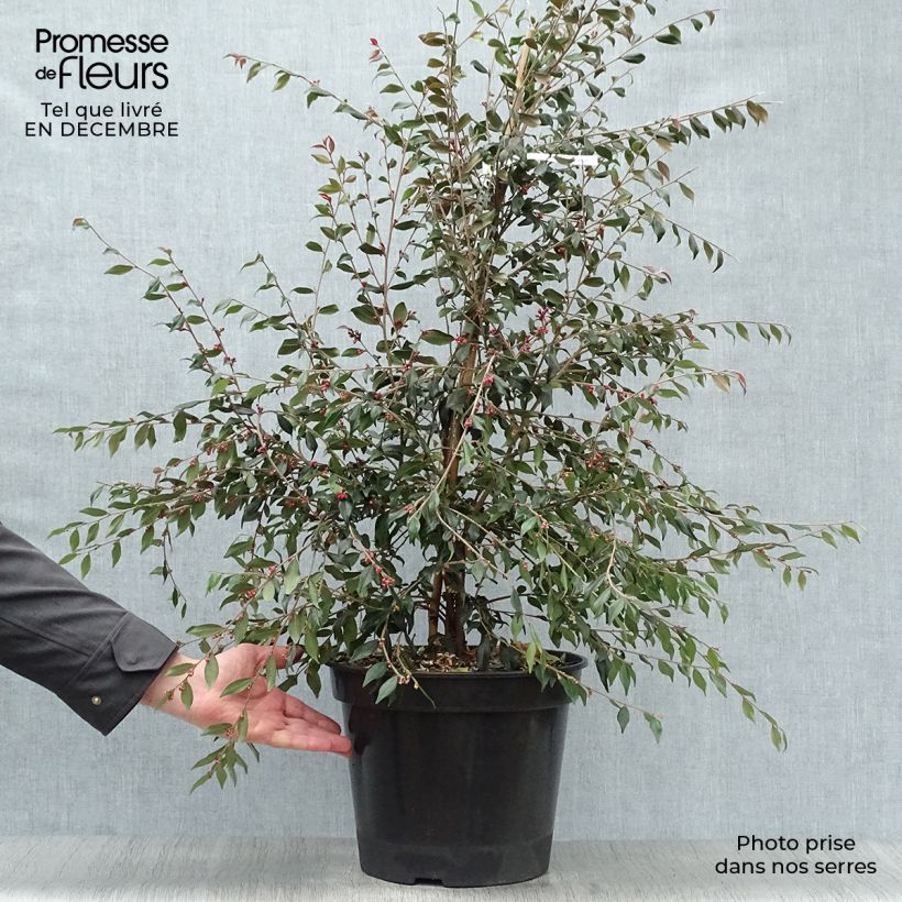 Exemplar von Camellia rosthoriana Cupido - Kamelie Topf mit 7,5L/10L wie im Winter geliefert