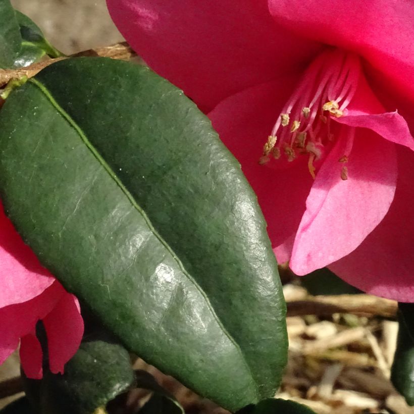 Camellia Gay Baby - Kamelie (Laub)