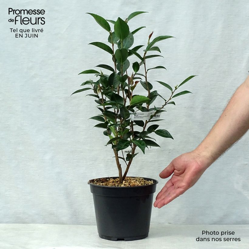 Exemplar von Camellia transnokoensis Sweet Jane - Kamelie Topf mit 4L/5L wie im Sommer geliefert