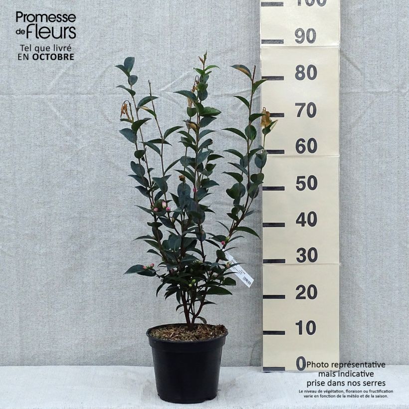 Exemplar von Camellia transnokoensis Sweet Jane - Kamelie Topf mit 4L/5L wie im Herbst geliefert