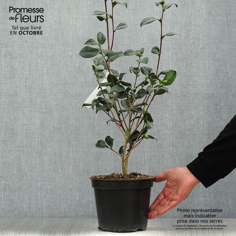 Exemplar von Camellia Marshmallow - Japanische Kamelie Topf mit 4L/5L wie im Herbst geliefert