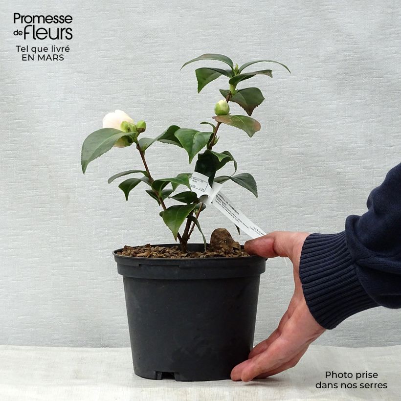 Exemplar von Camellia Botanyuki - Kamelie Topf mit 2L/3L wie im Frühjahr geliefert