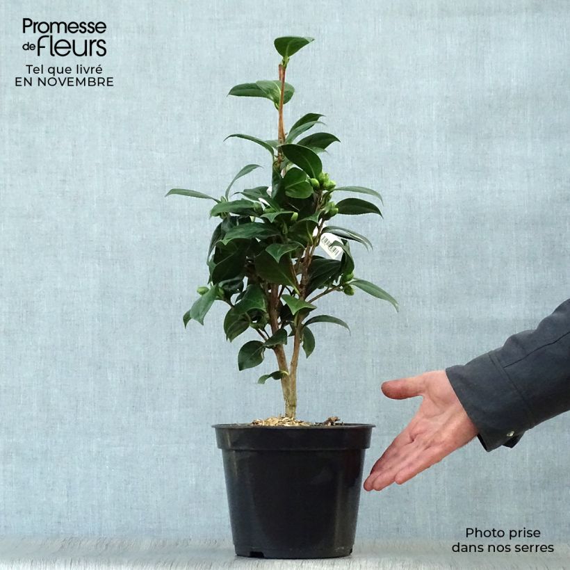 Exemplar von Camellia Dahlonega - Kamelie Topf mit 4L/5L wie im Herbst geliefert
